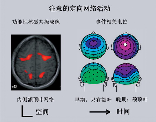 頭腦簡(jiǎn)單、四肢發(fā)達(dá)？錯(cuò)！運(yùn)動(dòng)員們可都是最強(qiáng)大腦