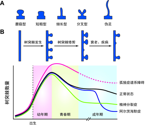 贏家通吃：神經(jīng)環(huán)路修剪的競爭機制