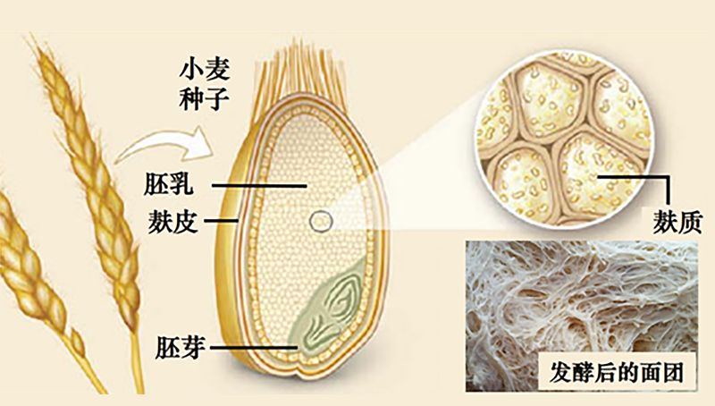 宗耕研究組揭示麩質(zhì)攝入量與2型糖尿病風(fēng)險(xiǎn)之間的關(guān)系