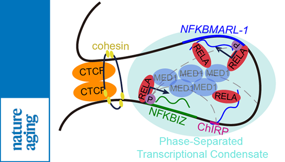 營養(yǎng)與健康所韓敬東研究組揭示衰老相關lncRNAs進化保守并參與NFκB信號通路調(diào)控