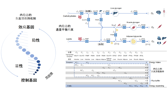 營(yíng)養(yǎng)與健康所李昕研究組提出新的基因劑量敏感性度量用于解析孟德?tīng)栠z傳和生命系統(tǒng)內(nèi)穩(wěn)態(tài)的聯(lián)系